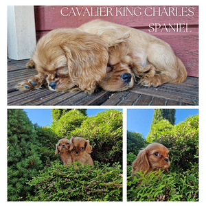 Cavalier King Charles Spanieli kutsikad (1 foto / 3)