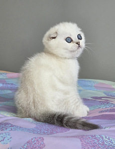 Scottish Fold kassipojad (5 foto / 6)
