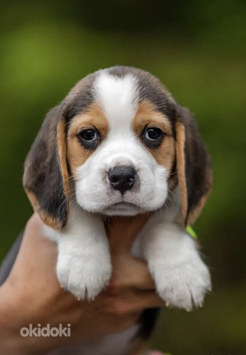 Beagle (foto #2)