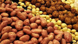 Продовольственный картофель разных сортов