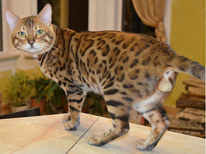 Вязка с бенгальским котом