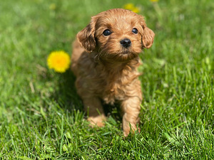 Maltipoo F1