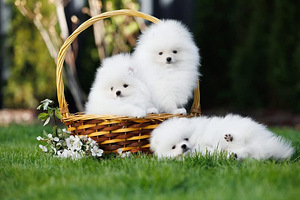 Pomeranian
