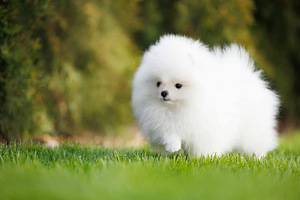 Pomeranian (2 valokuva sivusta 2)