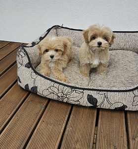 Maltipoo