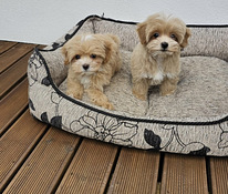 Maltipoo