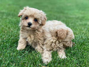 Maltipoo