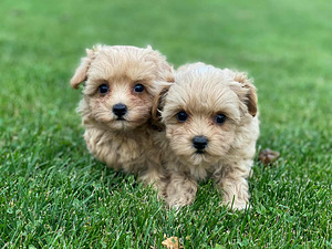 Maltipoo (3 valokuva sivusta 3)