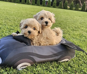 Maltipoo