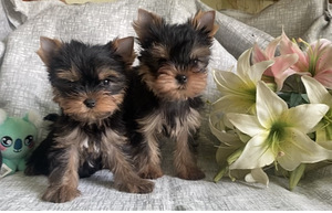 Yorkshirenterrier (2 valokuva sivusta 3)