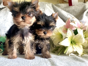 Yorkshirenterrier (3 valokuva sivusta 3)