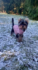 Yorkshirenterrier (1 valokuva sivusta 3)