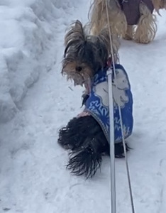 Yorkshirenterrier (3 valokuva sivusta 3)