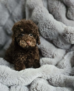 Kääpiövillakoira (2 valokuva sivusta 3)