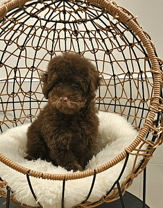 Kääpiövillakoira (3 valokuva sivusta 3)