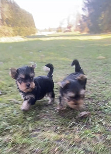 Yorkshirenterrier (2 valokuva sivusta 3)