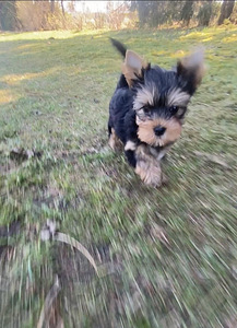 Yorkshirenterrier (3 valokuva sivusta 3)