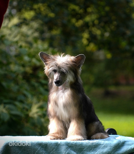 Chinese crested dog/ Китайская хохлатая собака