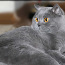 Briti kass, kutsub pruutide paaritumisele (foto #3)