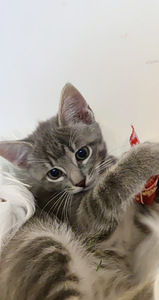 Котенок 2 месяца (9 фото из 9)