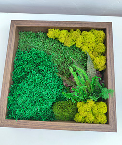 Stabiliseeritud sammal, samblapilt, ECO dekoor. (2 foto / 9)