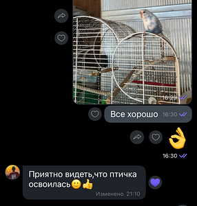 Lemmikloomade viibimine ja hooldus + koduvisiit (6 foto / 7)