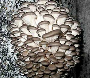 Мицелий (семена) вешенки в составе уникального комплекта
