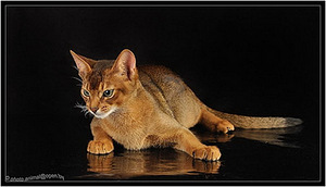 Вязка абиссинских кошек Питомник абиссинских кошек sunnybun
