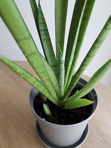Havisaba (sansevieria) (2 foto / 2)