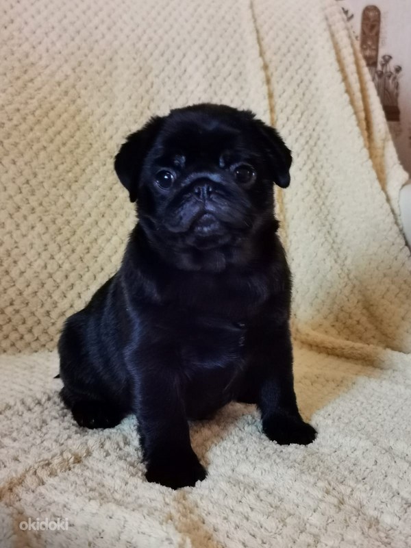 Mopsi kutsikad Pärnu Loomad, Koerad osta ja müü okidoki