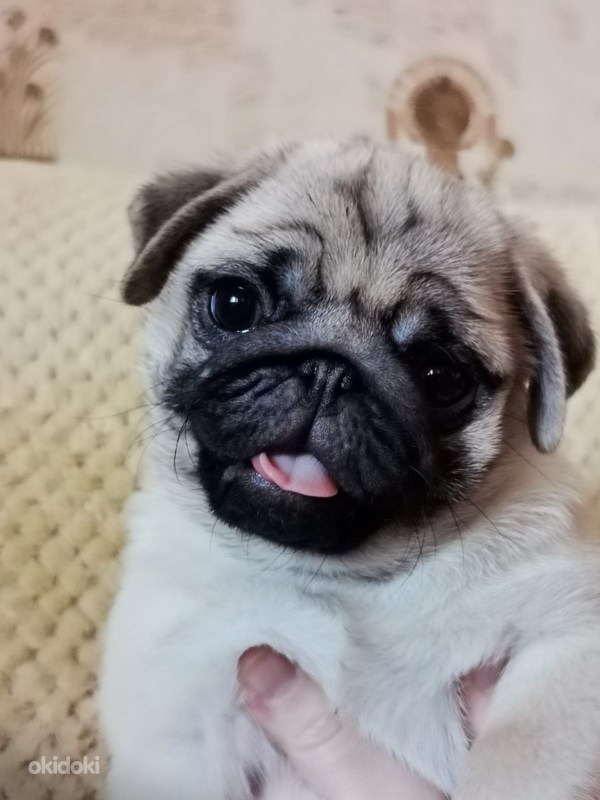 Mopsi kutsikad Pärnu Loomad, Koerad osta ja müü okidoki