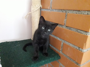 Must kassipoeg (1 foto / 1)