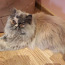 Персидские кошки (фото #1)