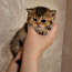 Шотландсие котята (вислоухая и прямоухая) (фото #5)
