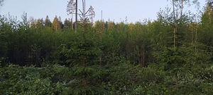 Võsalõikus , niitmine (5 foto / 6)