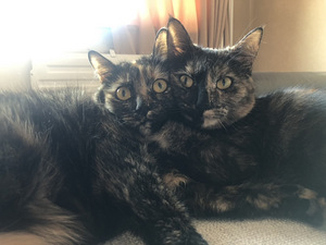 Kassid tasuta / Cats free (1 foto / 4)