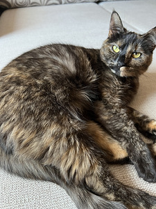 Kassid tasuta / Cats free (2 foto / 4)