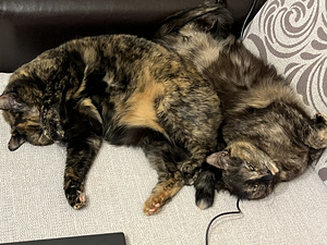 Kassid tasuta / Cats free (4 foto / 4)