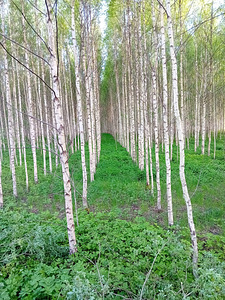 Расчистка кустарников (4 фото из 7)