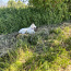 Siberi husky kutsikas (foto #2)