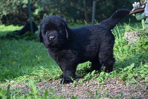 Newfoundlandi koera kutsikad, EKL (6 foto / 10)