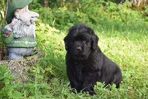 Newfoundlandi koera kutsikad, EKL (9 foto / 10)