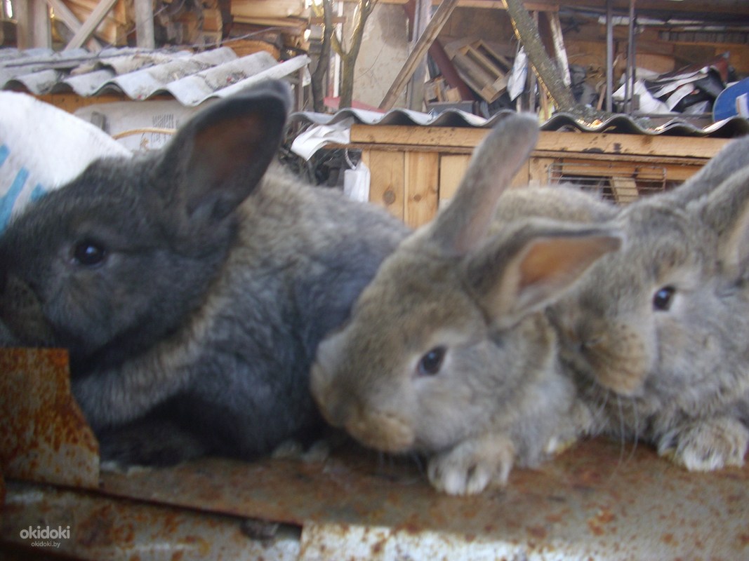 Куфар минская обл. Кролики калифорнийские серебро серый великан. Фото крольчатка калифорнийской породы и серый великан.