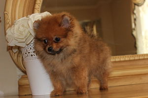 Pomeranian spits (1 foto / 5)
