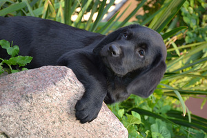 Labradori retriiver (1 foto / 7)