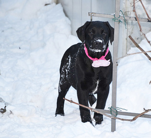 Labradori retriiver (3 foto / 9)