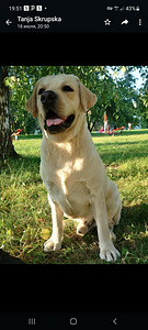 Labradori retriiver (9 foto / 9)