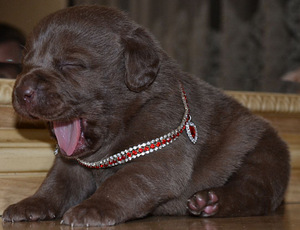 Labradori retriiver (4 foto / 7)