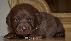 Labradori retriiver (5 foto / 7)