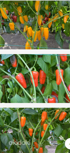 Müün paprika, tomati, kurgi, juurvilja üdi istikuid. (foto #2)